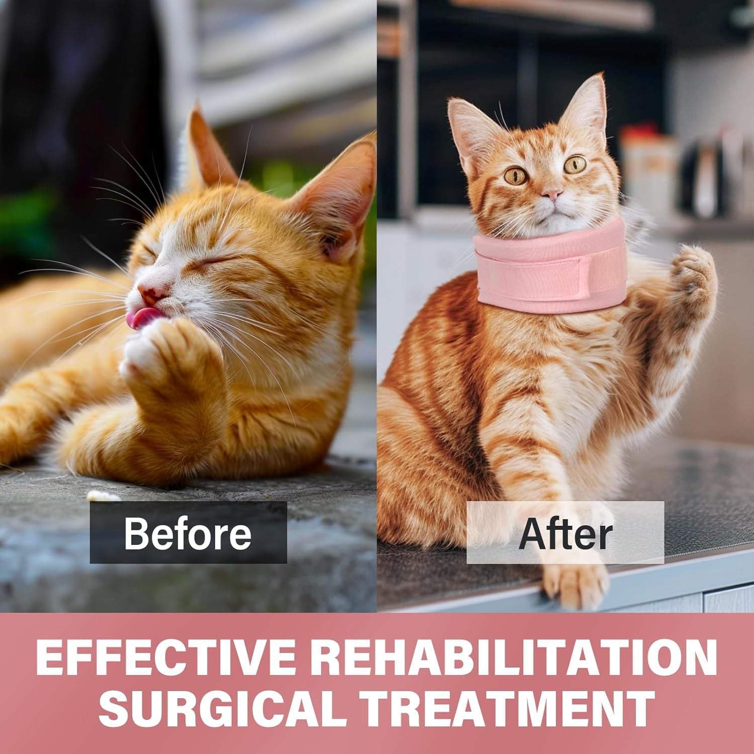 Before and after image of cat wearing recovery collar for post-surgical support.