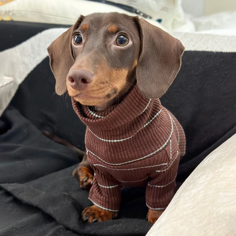 Chien teckel avec pull en laine marron, parfait pour le confort et la chaleur des animaux cet hiver.