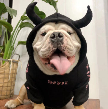 Chien heureux portant un hoodie noir avec cornes pour Halloween, parfait pour les déguisements et les promenades.