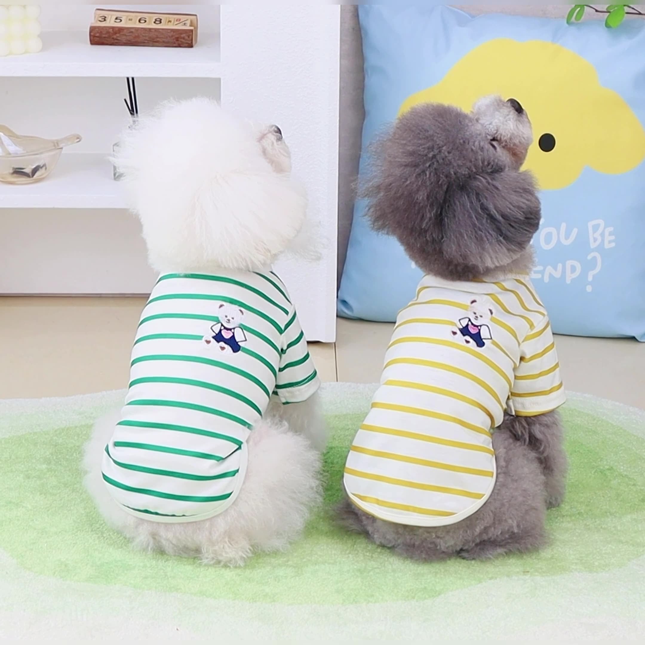 Chien portant des t-shirts Pomeranian Teddy colorés, ajoutant style et confort avec des rayures.