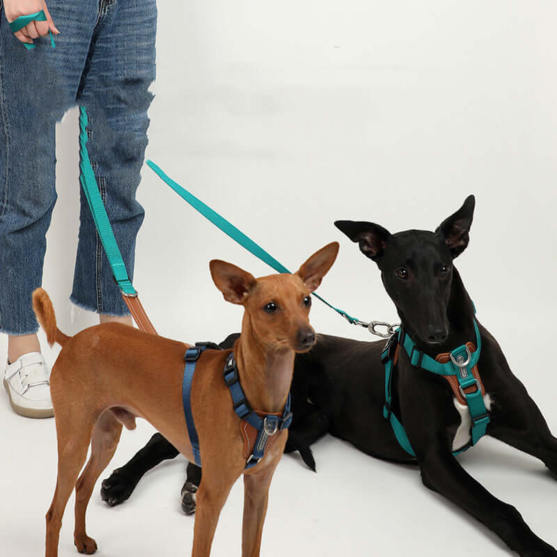 Deux chiens en harnais, l'un marron et l'autre noir, avec une laisse turquoise, représentant la sécurité et le confort.