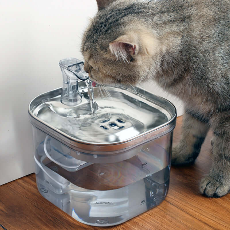 Chat buvant de l'eau fraîche dans une fontaine automatique en acier inoxydable de 2L.