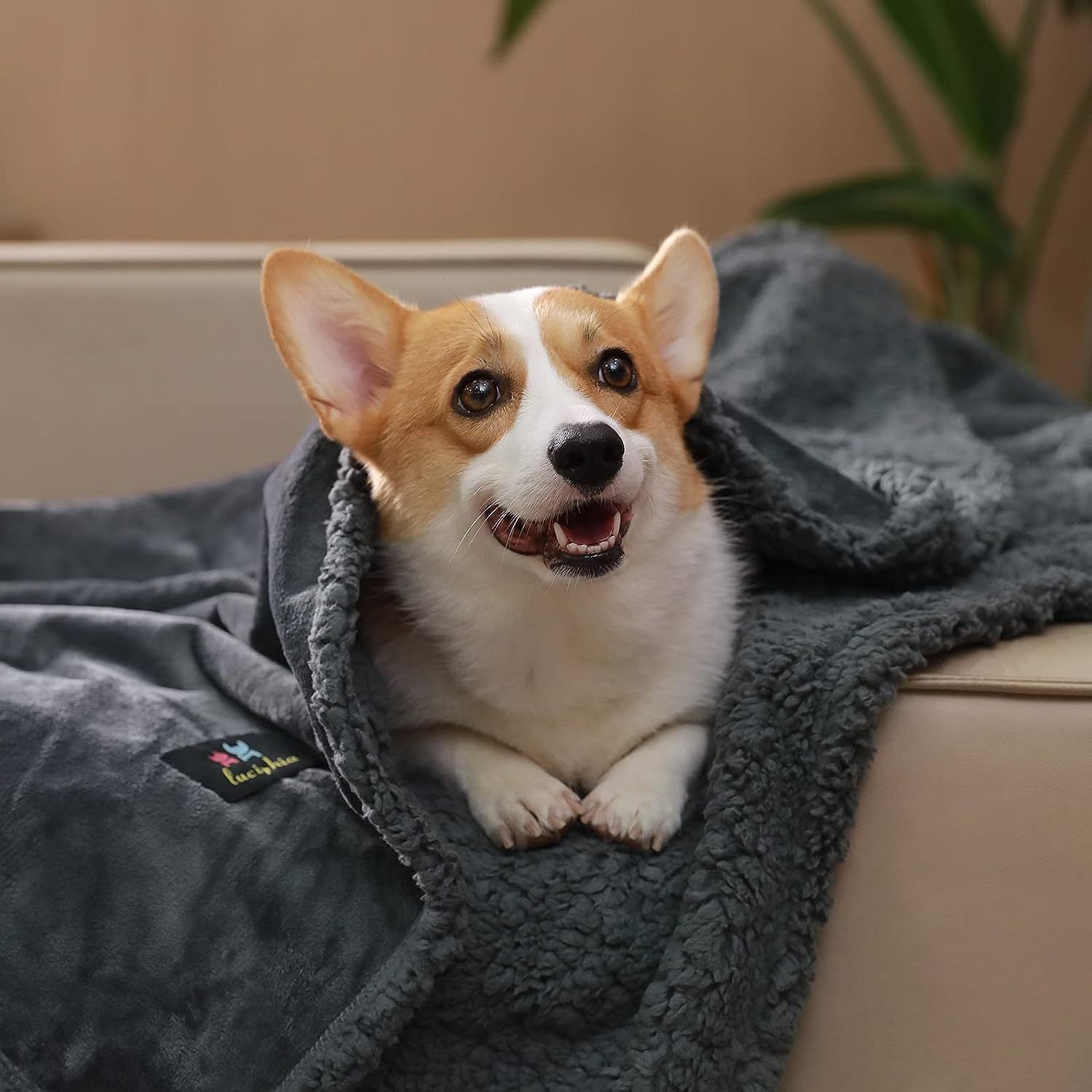 Couverture en Laine de Mouton pour Chien