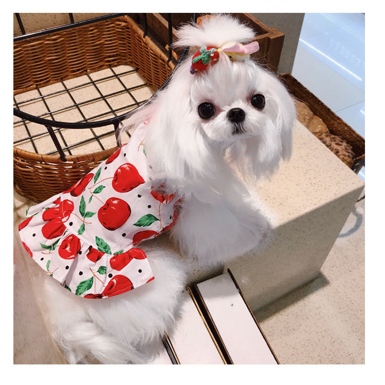 Chienne blanche portant une robe d'été à motifs cerise, assise près d'un panier en osier.