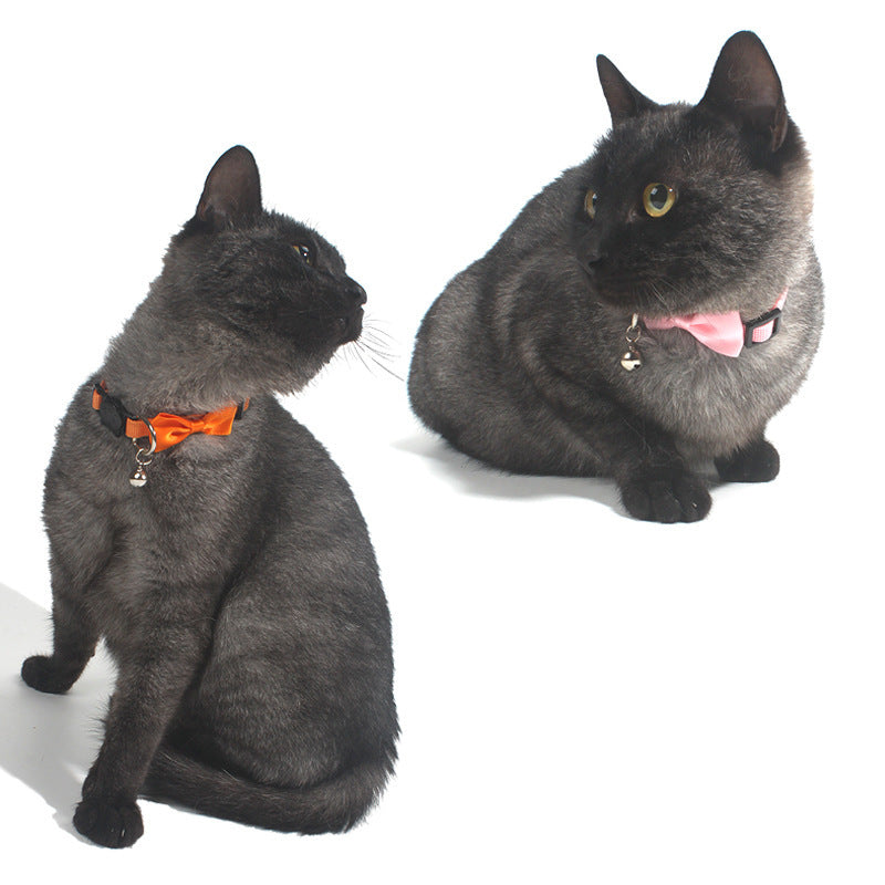 Deux chats gris avec des colliers colorés, l'un en orange et l'autre en rose, sur fond blanc.