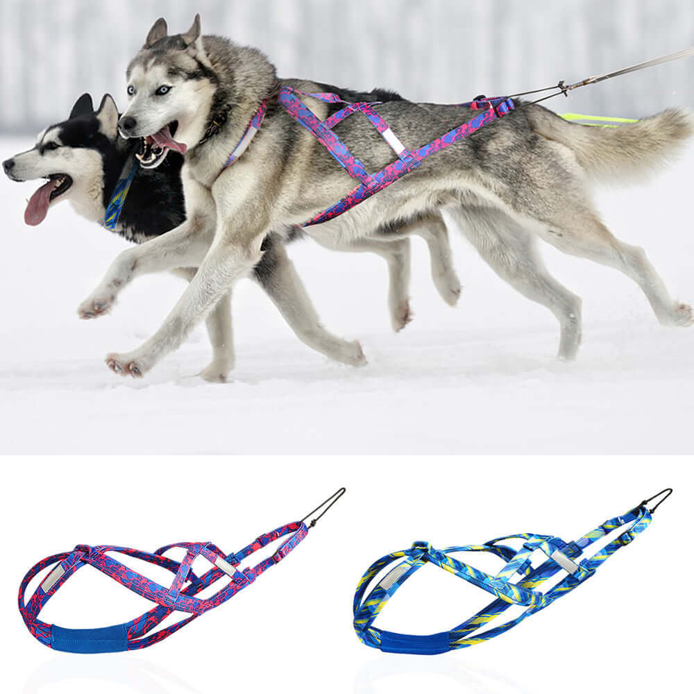 Harnais de traction pour chien en nylon, coloré, avec chiens en action dans la neige.