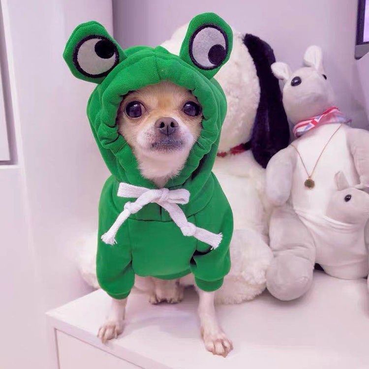 Chihuahua wearing a green fleece dog hoodie with frog eyes, surrounded by plush toys.