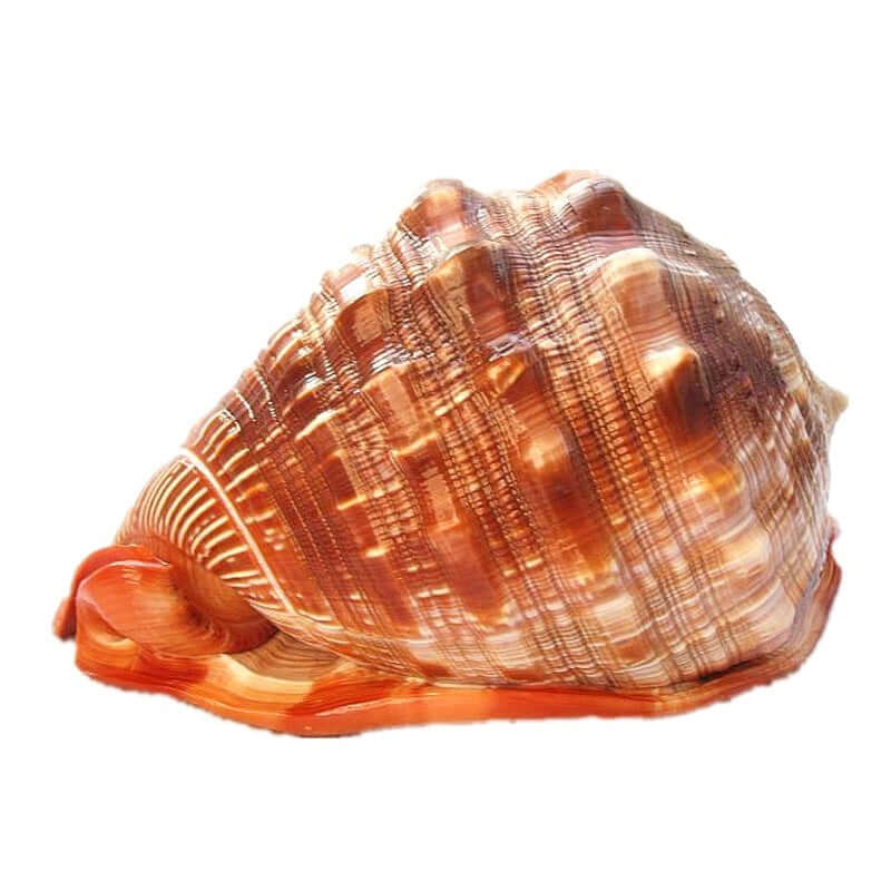 Escargot Wanbao naturel en conch pour aménagement paysager ou aquarium, élément décoratif pratique.