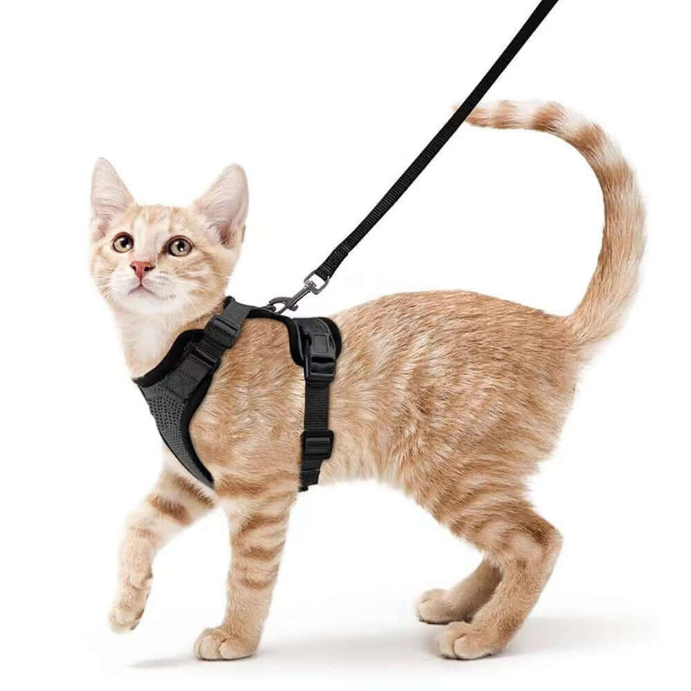 Chat avec harnais respirant et laisse, prêt pour une promenade confortable et sécurisée.